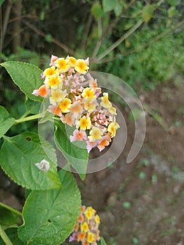 Best and stunning close-up photos of beautiful lantana flowers. Beautiful nature background photo. photo