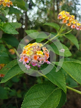 Best and stunning close-up photos of beautiful lantana flowers. Beautiful nature background pictures. photo