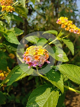 Best and stunning close-up photos of beautiful lantana flowers. Beautiful nature background pictures photo