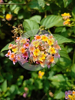 Best and stunning close-up photos of beautiful lantana flowers. Beautiful nature background pictures. photo