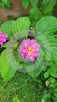 Best Trailing lantana with Beautiful Pink Color