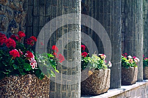 Best view of stone wall and red flower