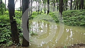 The Best Way Of Conserving Rain Water In Forests