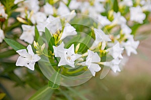 Best white oleander flowers, Nerium oleander, bloomed in spring. Shrub small tree poisonous plant for medicine