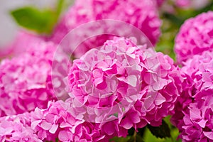 The best for your garden. Flowering hortensia plant. Blossoming flowers in summer garden. Pink hydrangea in full bloom