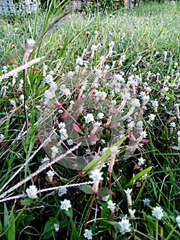 Beautiful flower grass like snowdrop