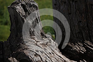 perfectly camouflaged lizard on stump