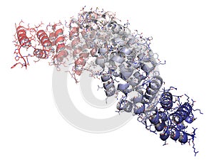 Beta-catenin (armadillo and C-terminal domain) protein. Corresponding CTNNB1 gene is a proto-oncogene. photo