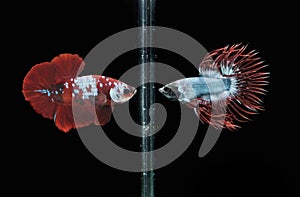 Beta Fish Fighting