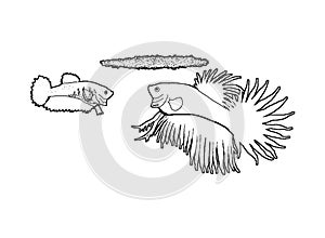 Beta fish pair, colouring book page uncolored