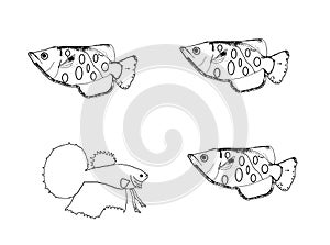 Beta fish and three archer fish, colouring book page uncolored