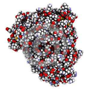 Beta-secretase 1 (BACE1, aspartyl protease domain). BACE inhibitors are investigated as a therapy for Alzheimer\'s disease. 3D