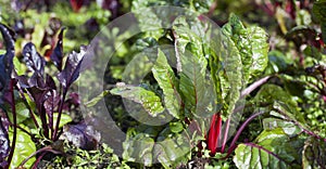 Beta Vulgaris - Purple beetroot leaves in the permaculture countryside vegetable garden during the sunny day