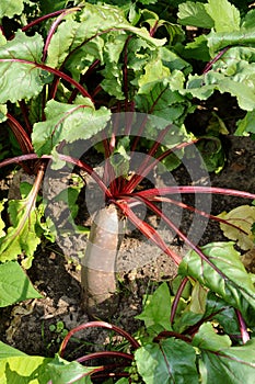 Beta vulgaris subsp. vulgaris