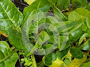 Beta vulgaris, or swiss chard, seedlings close up