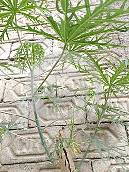 The betadin plant