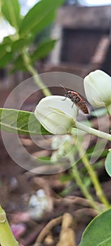 Betal Insect On petel or Flower