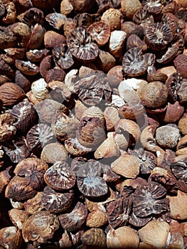 BETAL NUT DRYING UNDER SCORCHING HEAT OF THE SUN