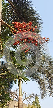 Betal nut palm tree with branches