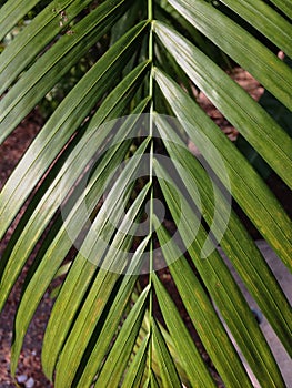 Betal palm leaf