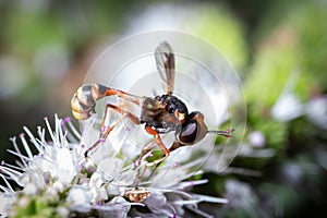 Betasyrphus serarius fly