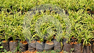 Betel or areca nut plant saplings kept in plastic cover cultivation in a nursery garden in India near Hour, Tamilnadu, India