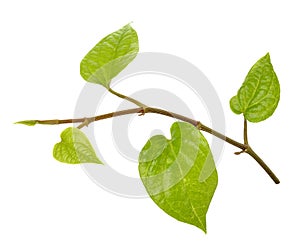 Betel on isolated background.