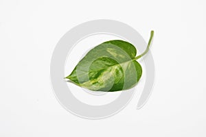 Betel leaf