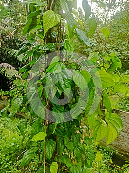 Betel leaf