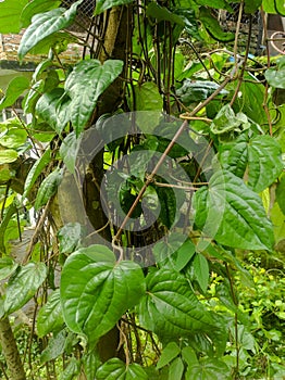 Betel leaf