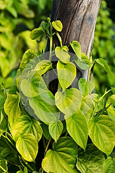 Betel Leaf