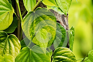 Betel Leaf