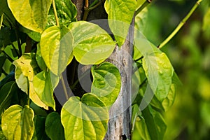 Betel Leaf