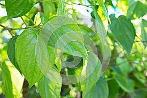 betel leaf, Fresh piper betle