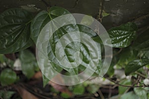 Betel leaf function as a natural antiseptics medicine