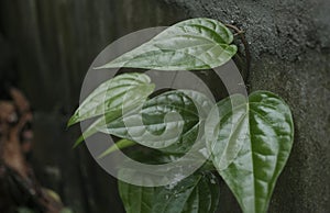 Betel leaf function as a natural antiseptics medicine