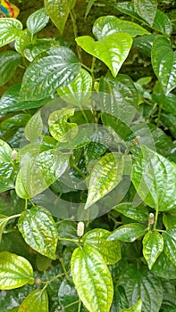 Betel leaf is a green plant that can be beneficial for the body