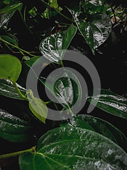 Betel leaf herbal plant that looks fresh green - Piper Betle