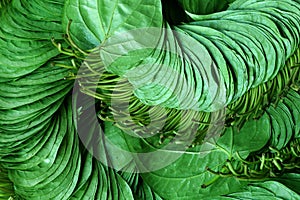 Betel leaf of Indian subcontinent