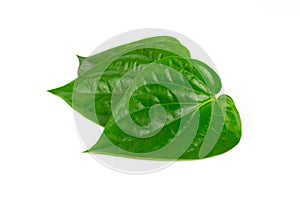 Betel leaf isolated on white background.