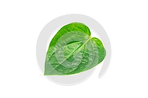 Betel leaf isolated on white background