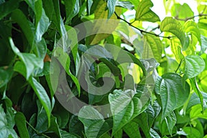 Betel leaf is mostly consumed in Asia, as betel quid or in paan,green leaves of a tree