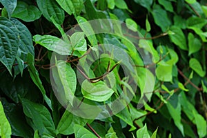 Betel leaf is mostly consumed in Asia, as betel quid or in paan,green leaves of a tree