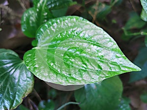 betel leaf (piper betle) , is a species of flowering plant in the pepper family Piperaceae