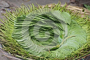 Betel leaf. Piper betle. It is a vine of the family Piperaceae, which includes pepper and kava