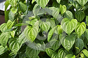 Betel leaf plant - daun sirih