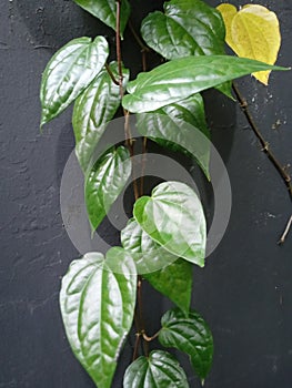 Betel leaf plants propagate on the wall