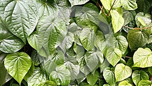 Betel leaf or scientific name Piper Betle Linn Popular edible betel leaves