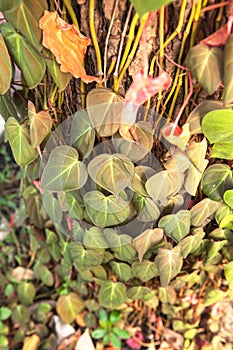 Betel leaf on the tree