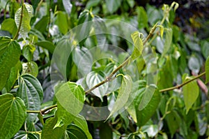 Betel Leaves